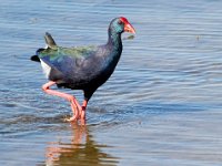 Kleurvol groot koning riethaan : frieda